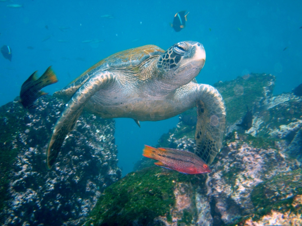 Sea turtle Galapagos