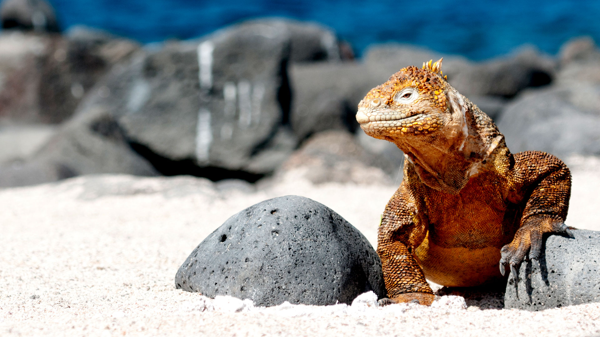 galapagos-islands-land-iguana-will-bolsover